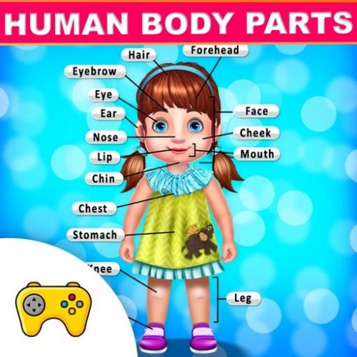 human body