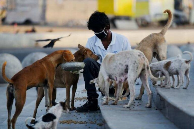 Feed A Stray Dog